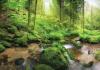 photo-2-Papier peint "forêt" dans WC (petite pièce avec recoins)