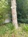 photo-1-Elagage