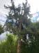 photo-2-Elagage