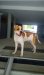 photo-0-Garde de mon chiot de 6 moi