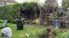 photo-0-Abattage haies de Thuyas