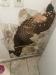photo-0-Mur BA13