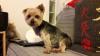 photo-0-Garde d'une petite chienne yorkshire