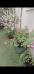 photo-1-Transport plantes