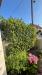 photo-3-Taille haies et glycine