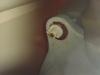 photo-0-REMPLACEMENT ABATTANT WC