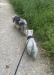 photo-0-Pet sitter (garde d’animaux)