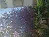 photo-0-Couper les branches hautes de deux arbres