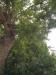 photo-0-coupe de branches en hauteur