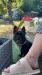 photo-0-Gardez un chien
