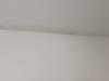 photo-1-Plafond blanc à repeindre - tâches moisissures