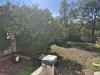 photo-0-Tailler arbres et haies