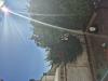 photo-1-Tailler arbres et haies