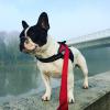 photo-0-URGENT CHERCHE GARDE POUR CHIEN