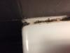 photo-1-joint baignoire et peinture sdb