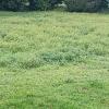 photo-0-ERADIQUER HERBAGE