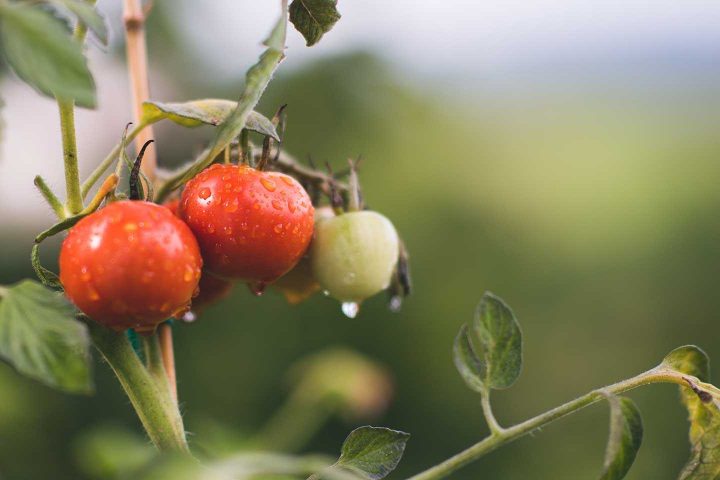 Tomato blog
