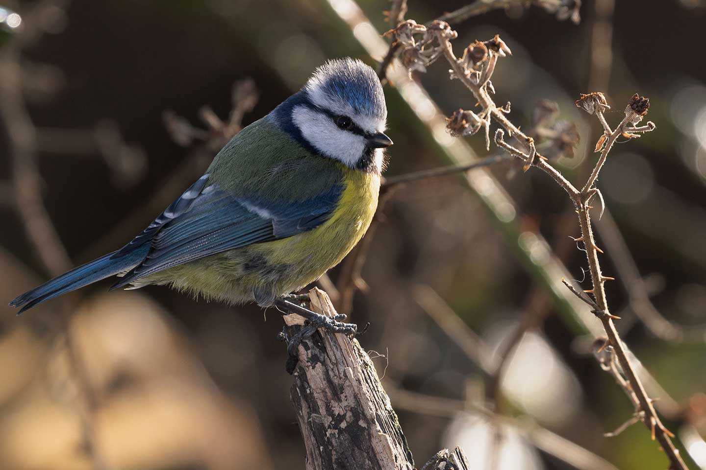 Bluetit