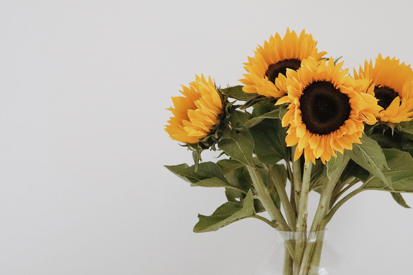 Cut flowers sunflower