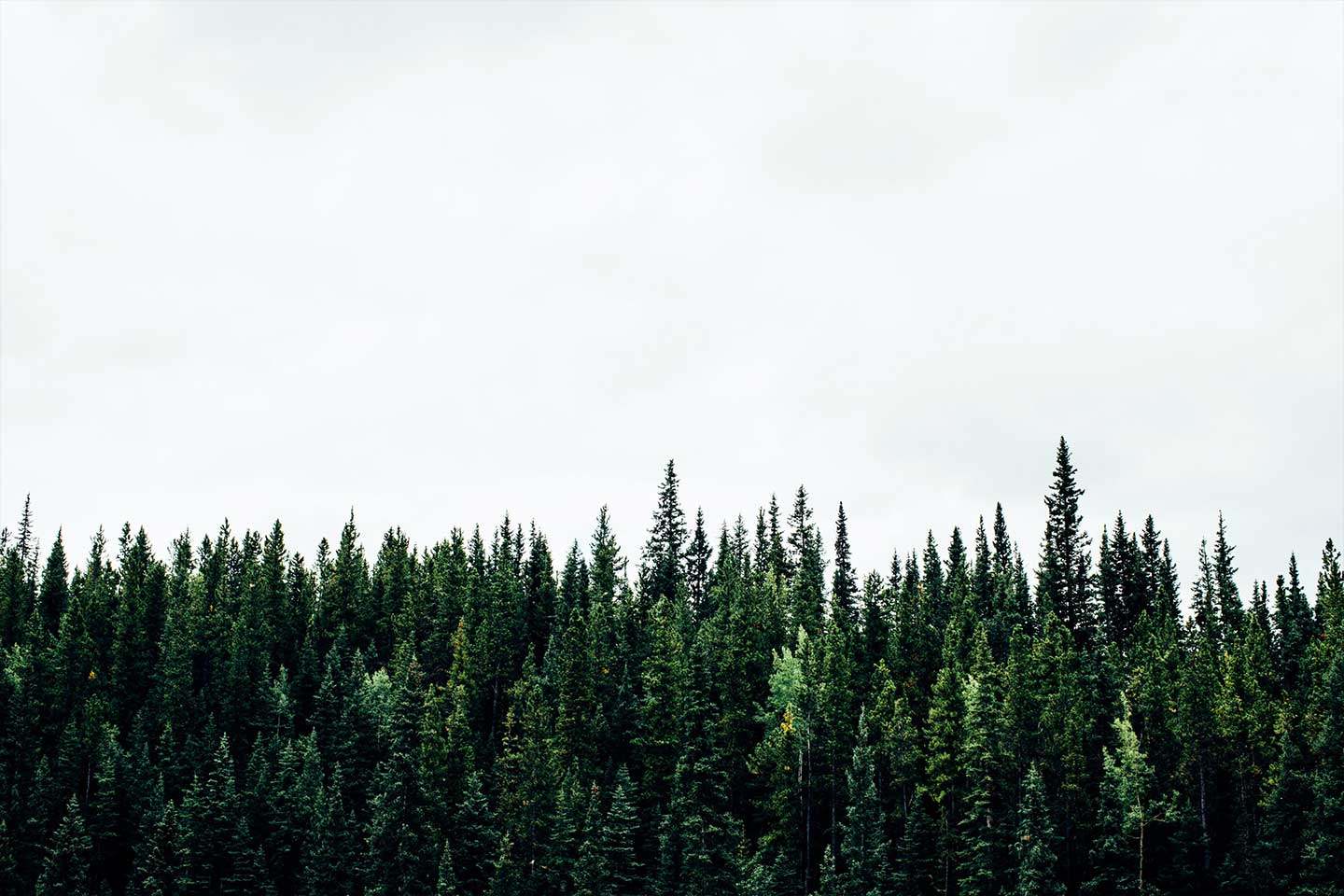 FSC Forests 3