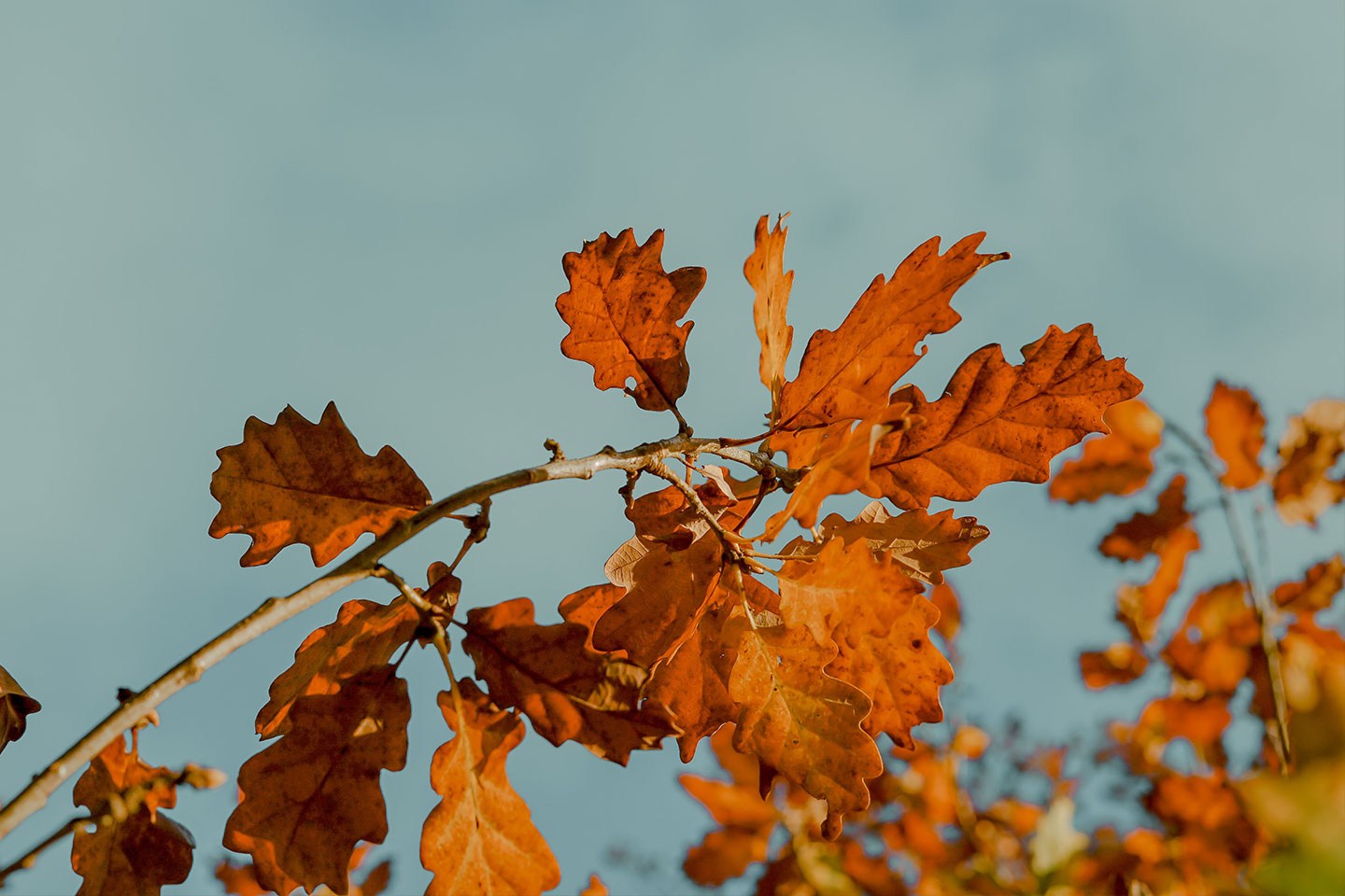October leaves