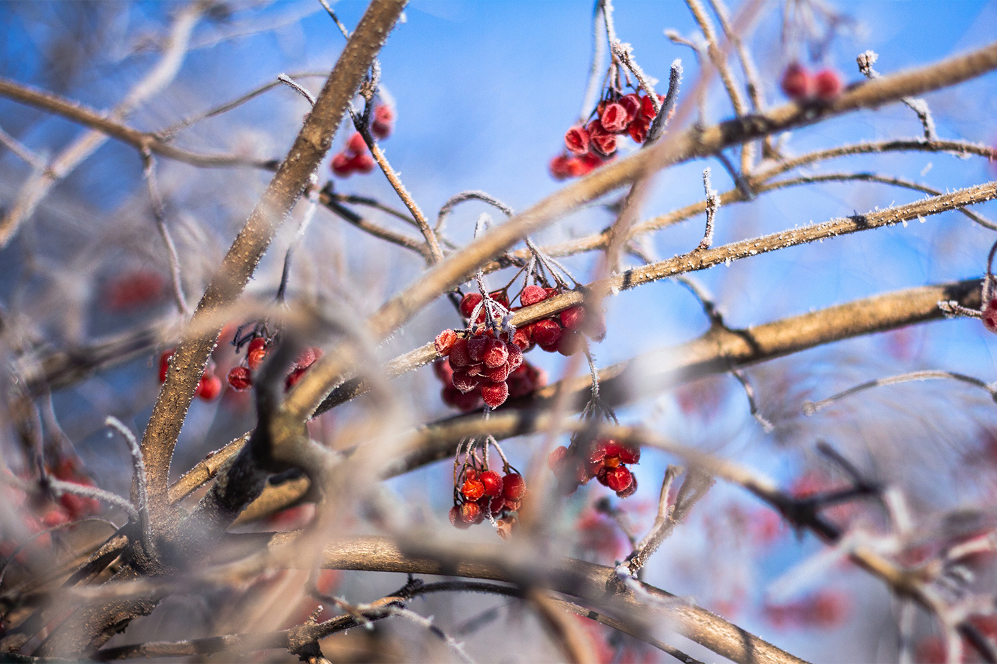 BERRY