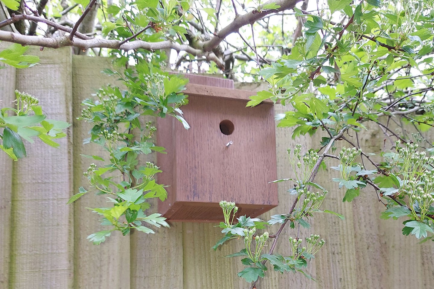 Bird Box