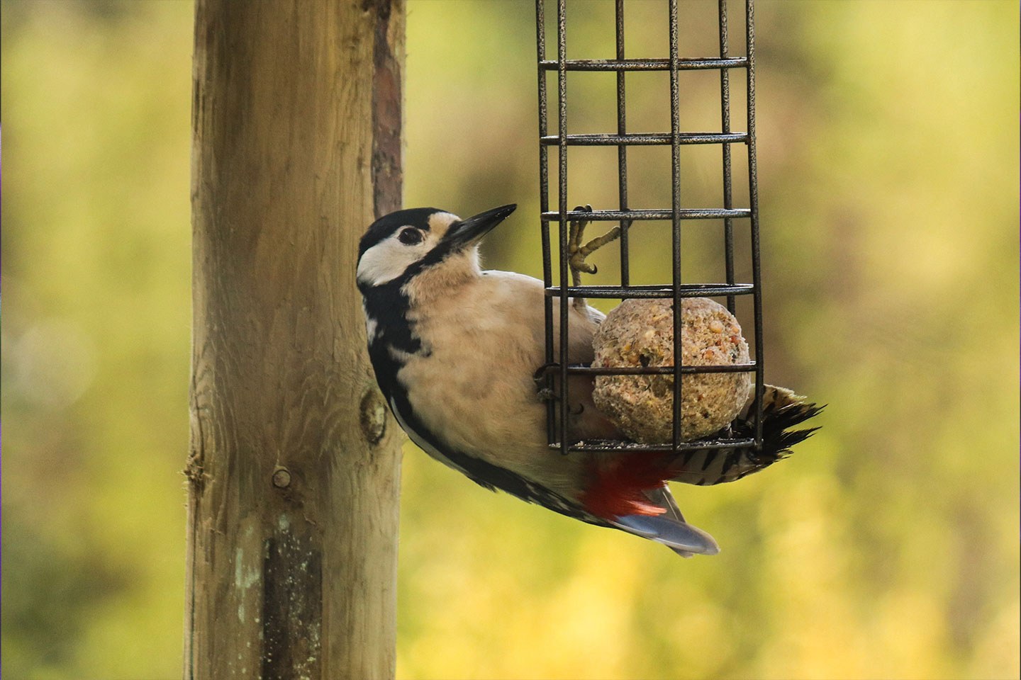 Bird feeder