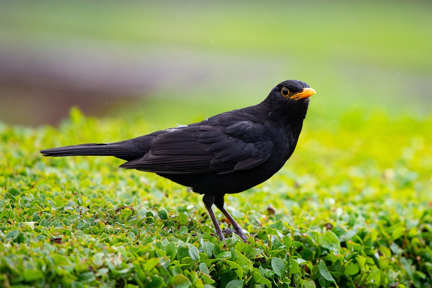 Black bird