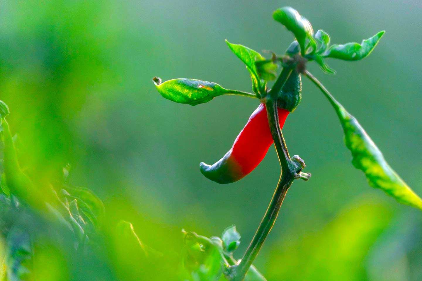 Chilli plant blog