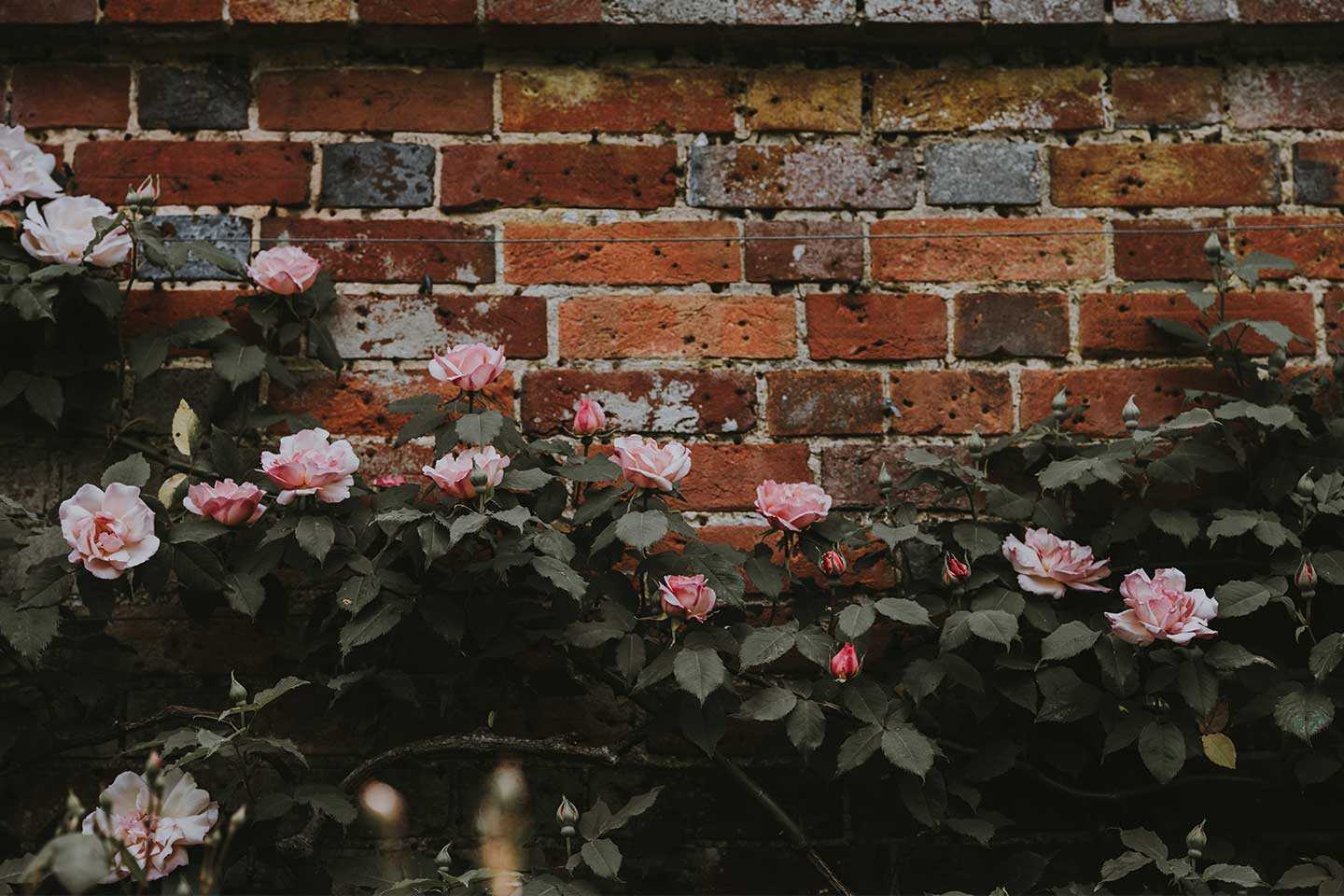 Climbing roses landscaping