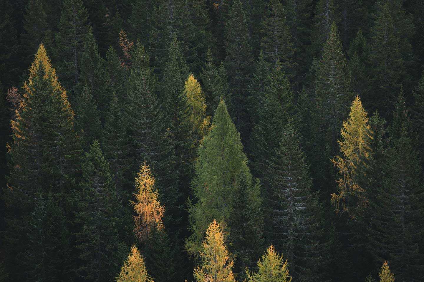 FSC Forests 2