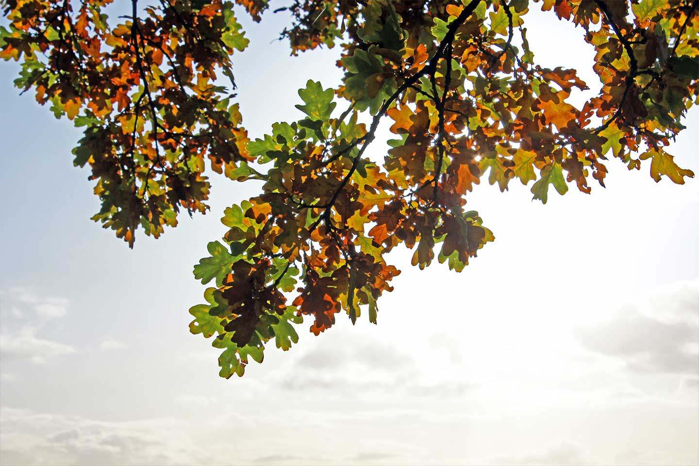 FSC Forests 4