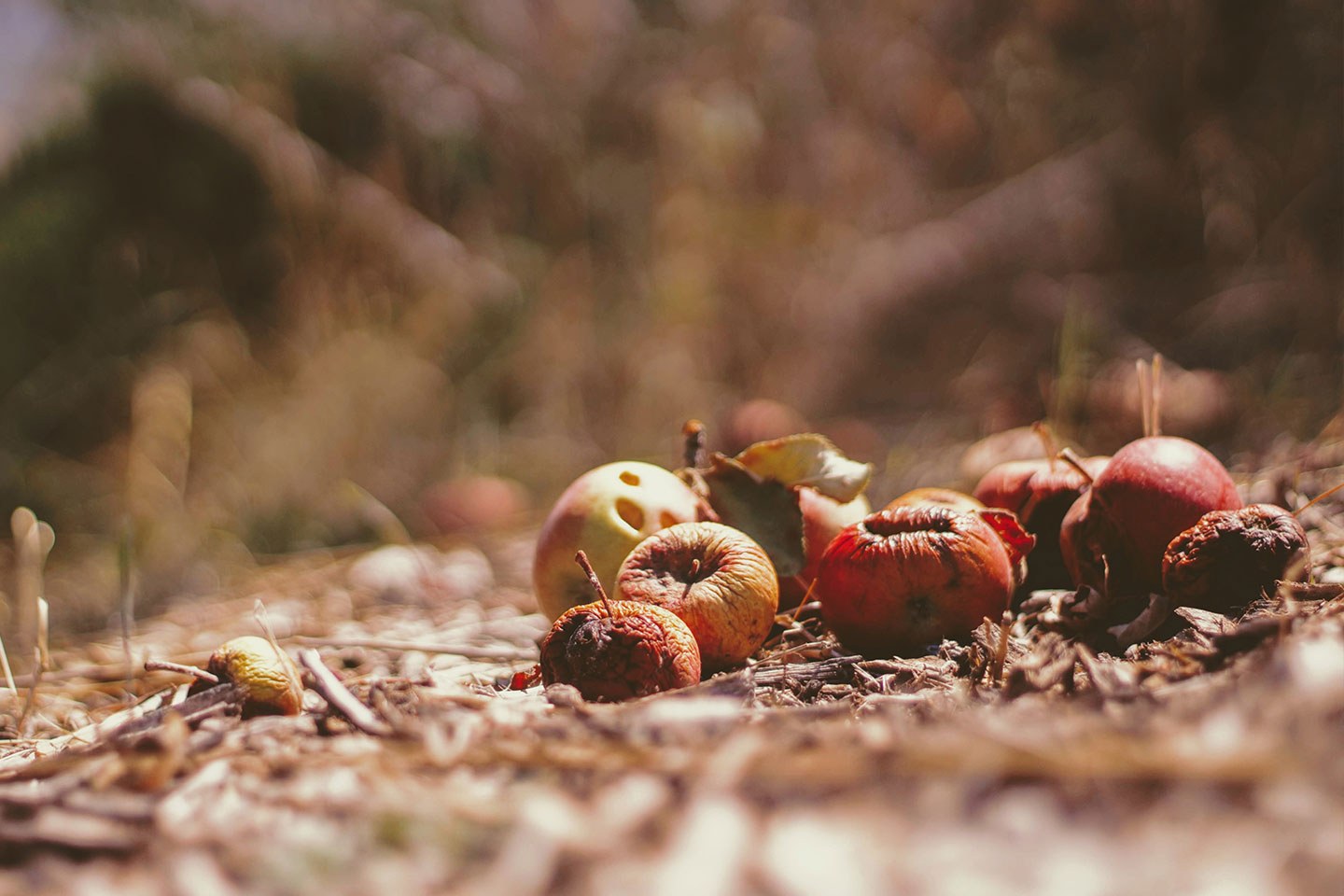 Home composting