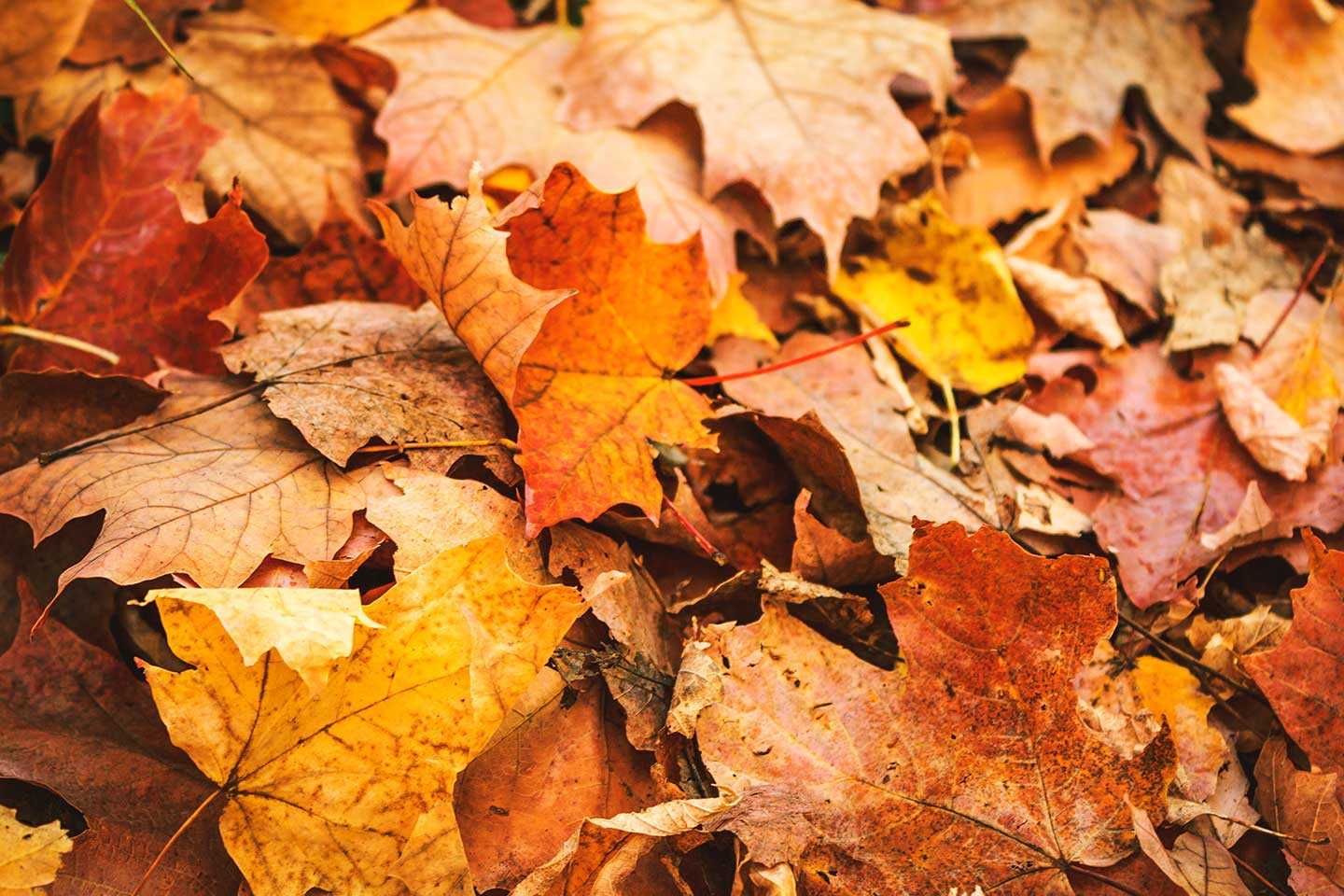 Leaf pile