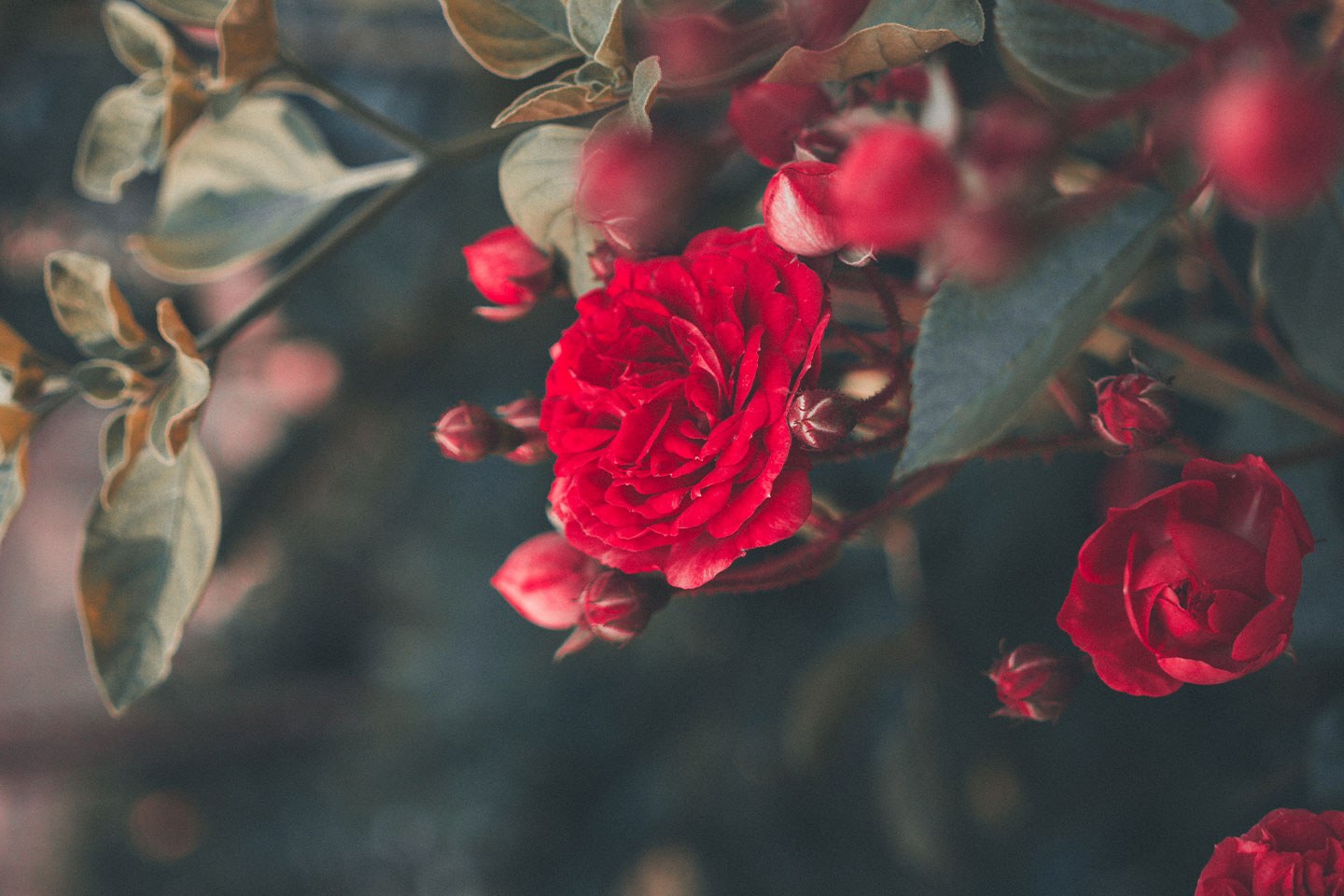 October rose