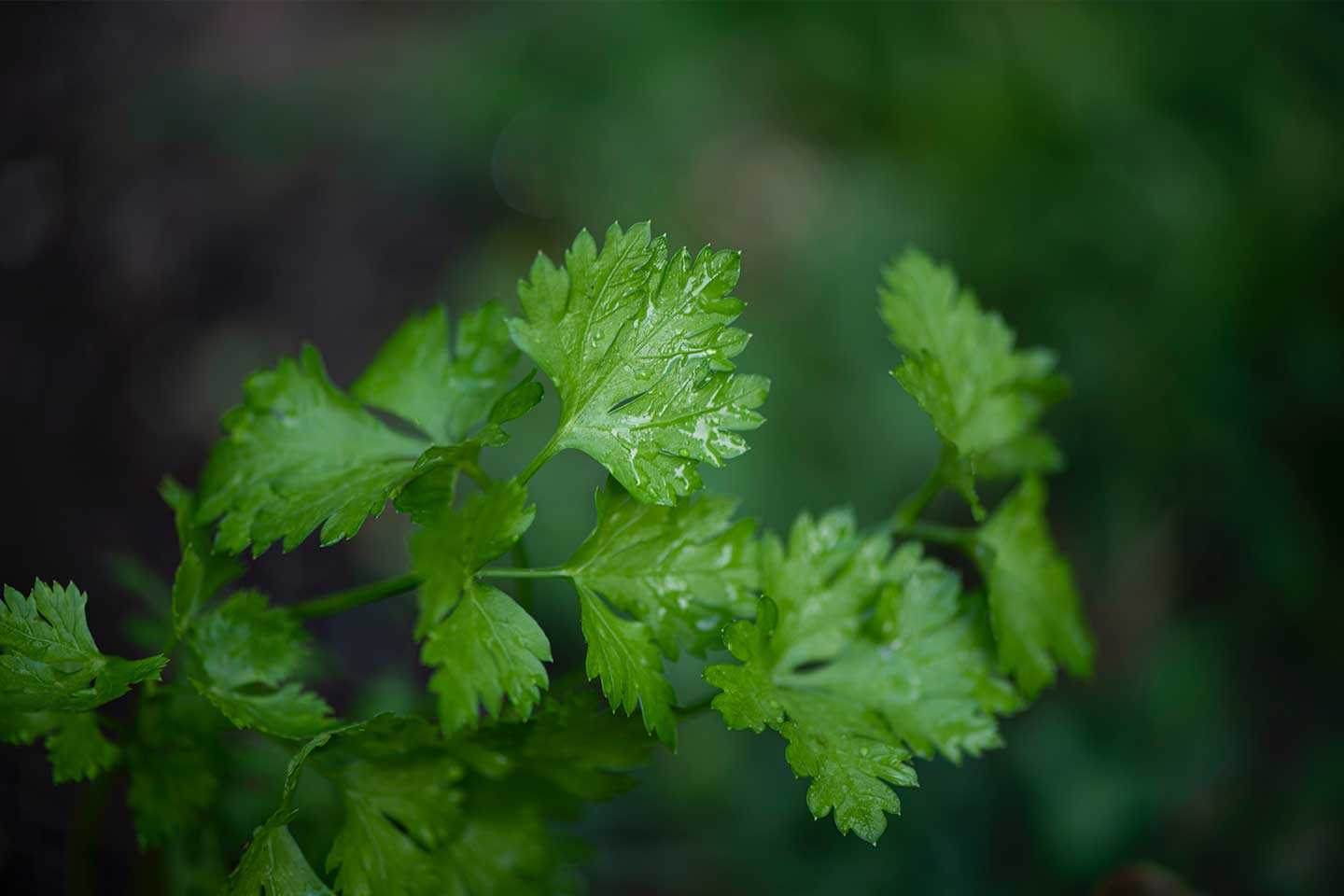 Parsley