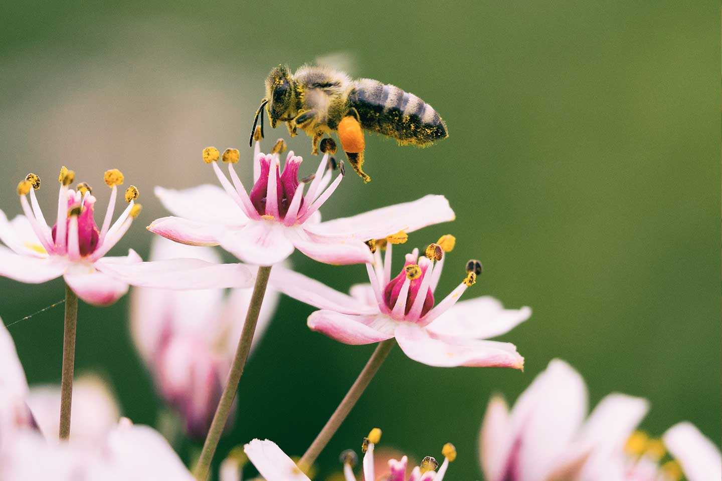 Pollinator