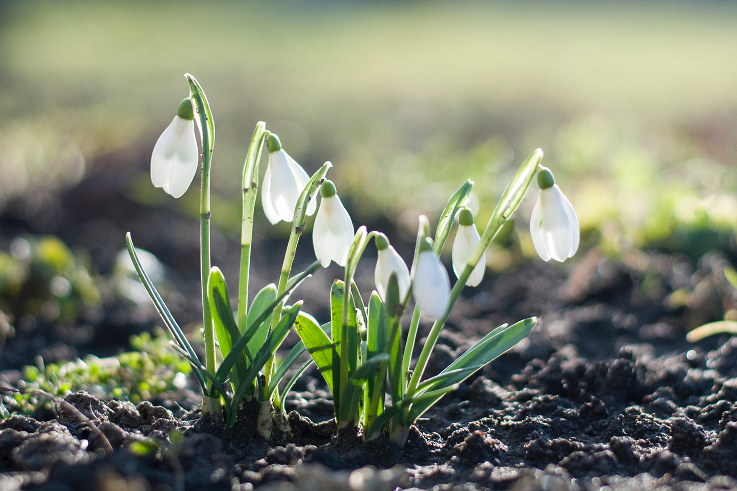 Snowdrops