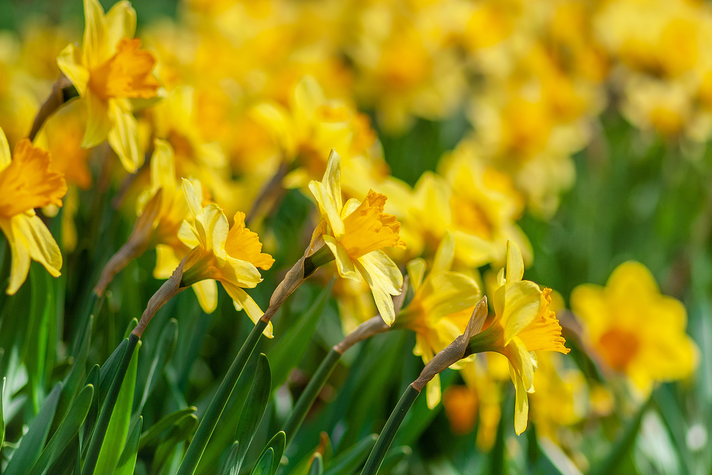 Spring daffodils