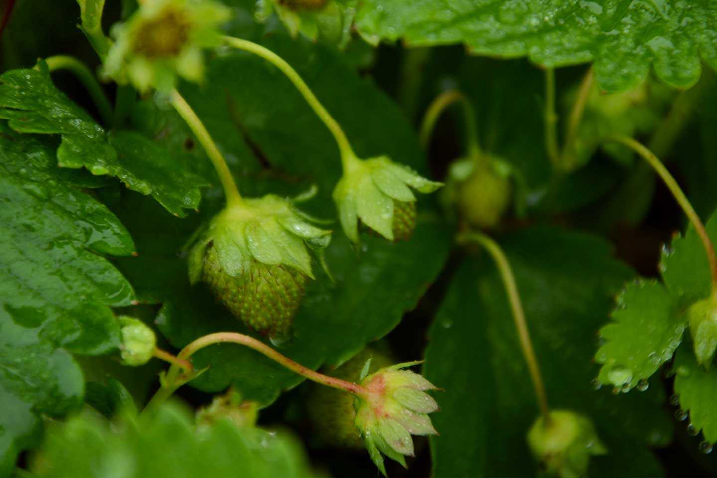 Strawberry blog 2