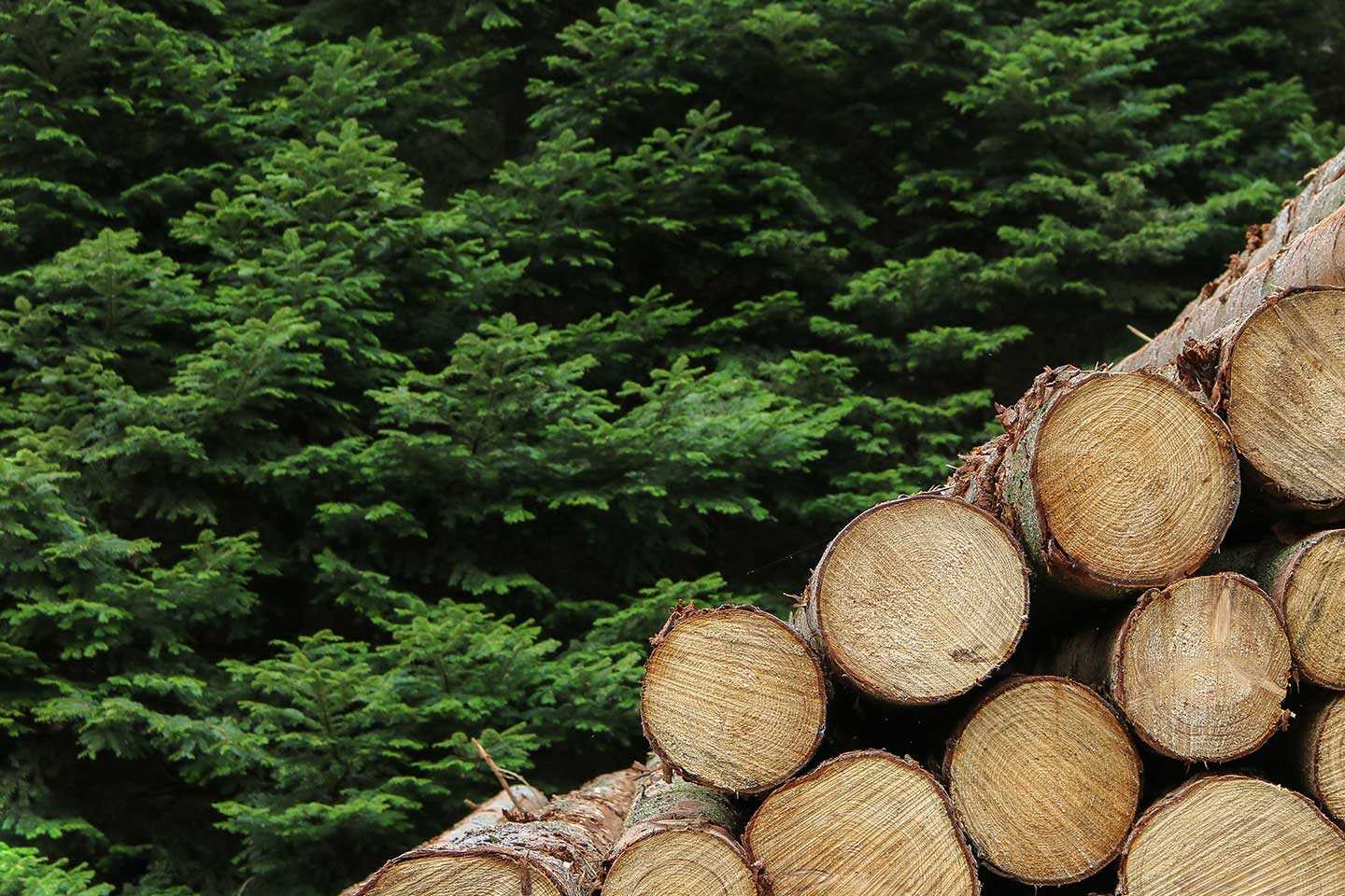 Stumpery