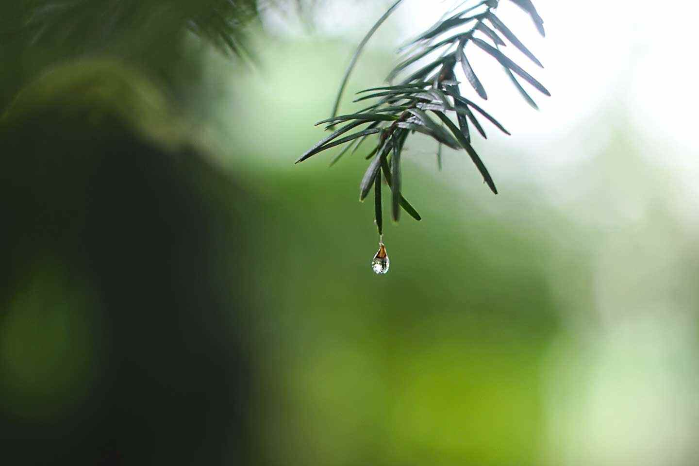 Su DS rainwater