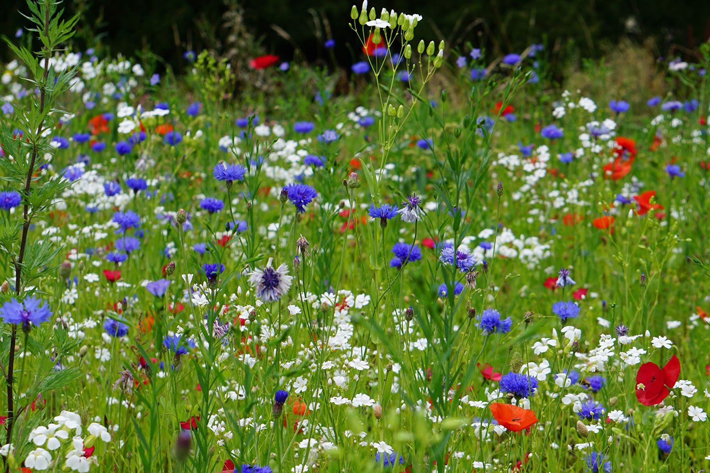 Wilding gardens