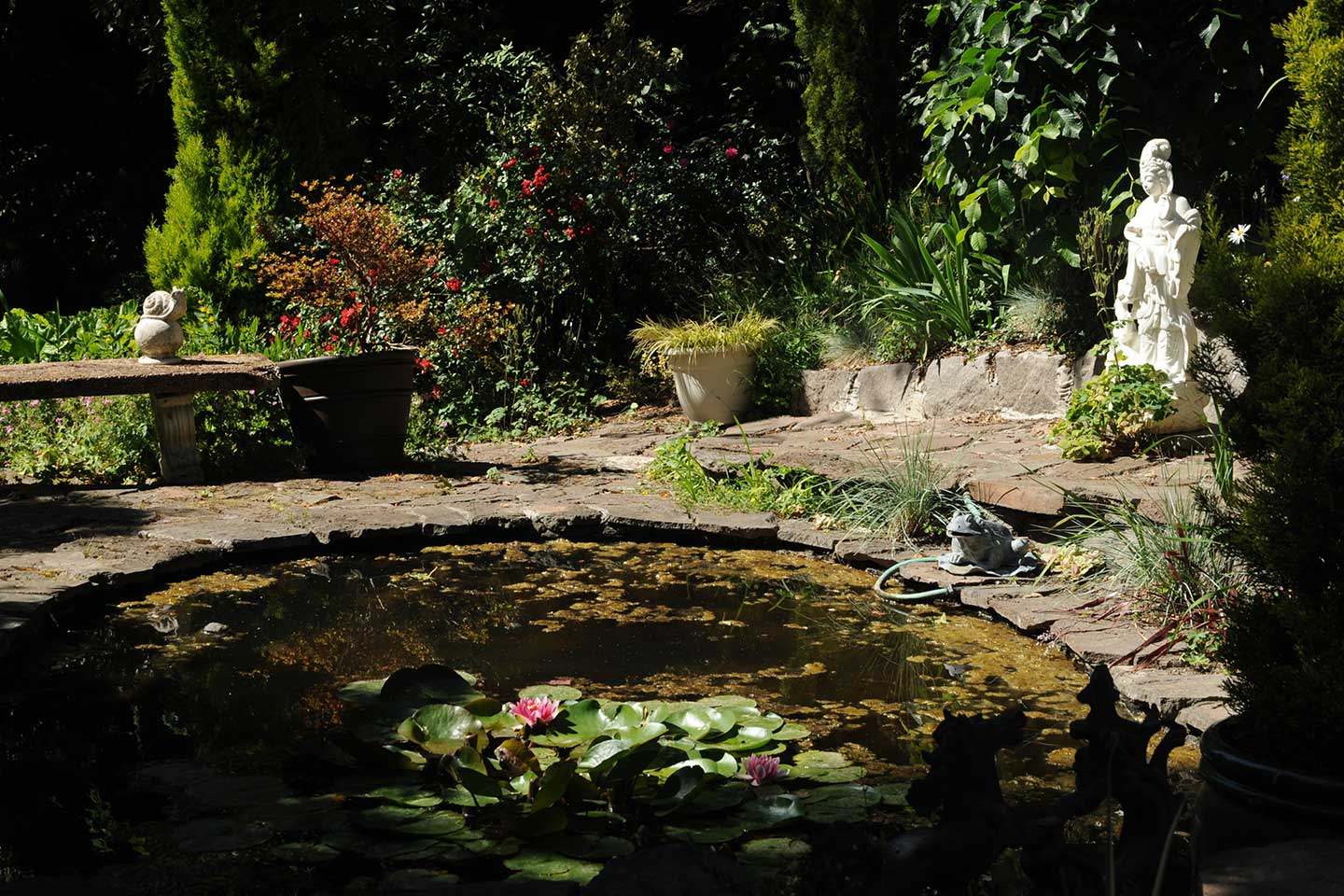 Wildlife pond