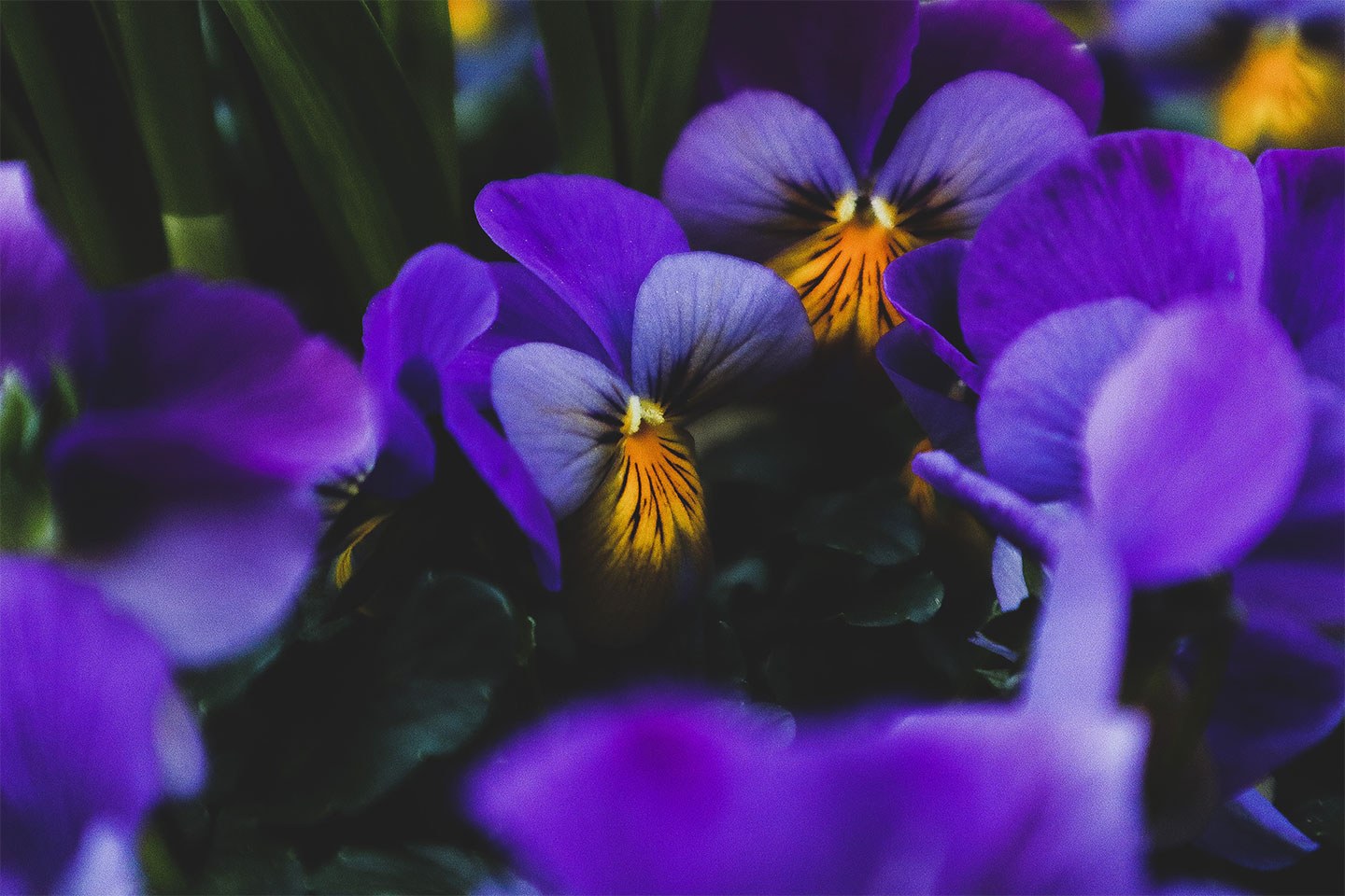 Winter pansies