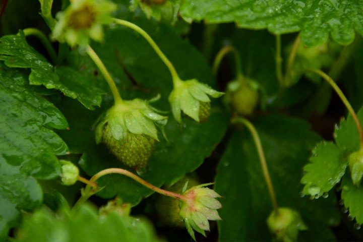 Strawberry blog 2