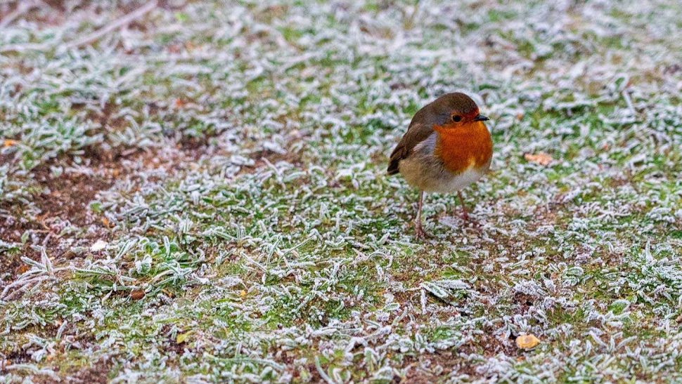 Winter ready garden