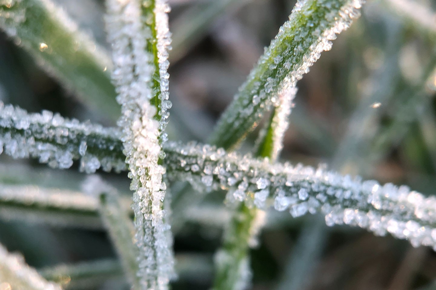 Frost