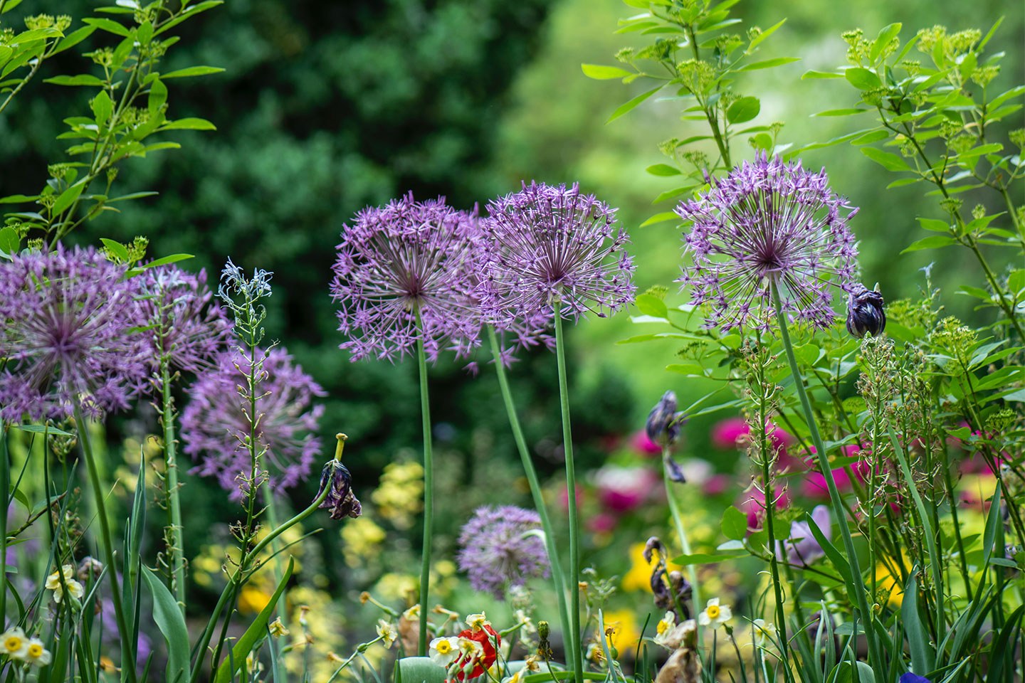 Journey to the bottom of the garden